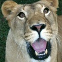 kitten-of-bast avatar