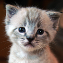 kittenblog avatar