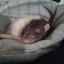 kittencatcher avatar