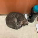 kittencontagious137 avatar