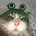 kittenface40 avatar