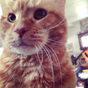 kittenfingers avatar