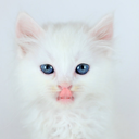 kittenh0ney avatar