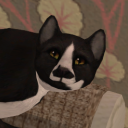 kitteninthewindow avatar