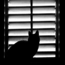 kittenjournal avatar