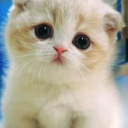 kittenlovesblog avatar