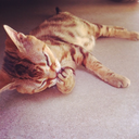 kittenrobber-blog avatar