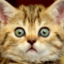 kittens-getting-hit-in-the-groin avatar