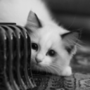 kittens-kittens-kittens avatar