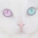 kittensandseifukus avatar