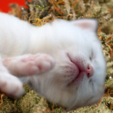 kittensandweed avatar