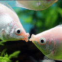 kittensandwords avatar