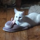 kittenscollector avatar