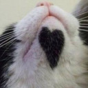 kittenshaylor avatar