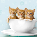 kittensinteacups-blog avatar