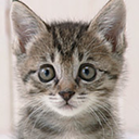 kittenskittenskittens avatar