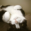 kittensplaypen avatar