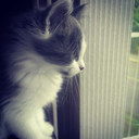 kittenstaresoutwindow avatar