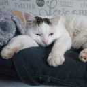 kittenwithclaws007 avatar