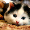 kitties1-blog avatar