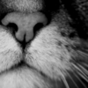 kittiesplusbunnies avatar