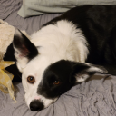 kittonafoxgirl avatar