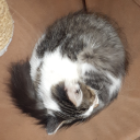 kitty-beekeeping avatar