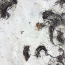 kitty-cat-1903 avatar