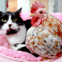 kitty-hearts-rooster avatar