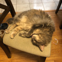 kitty-kitty-katx avatar