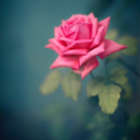 kitty-lee-rose avatar