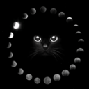 kitty-moonie avatar
