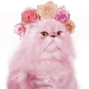 kitty-pretty-blog avatar