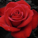 kitty-writes-here avatar