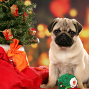 kittycatcarlee avatar