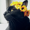 kittycatmeow02 avatar