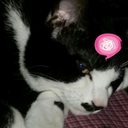 kittycatsandcurlyqs-blog avatar