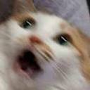 kittygoesmeow20 avatar