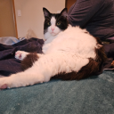 kittykat-logic avatar