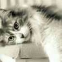kittykatprrr avatar