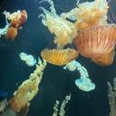 kittykattsblog avatar