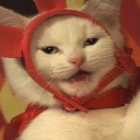 kittykittybangbang avatar