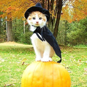 kittykittyblog-blog avatar