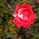 kittyluvsyou1 avatar