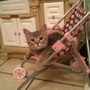 kittyrainbwface avatar