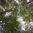 kittys-little-world avatar