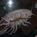 kittystardus-t avatar