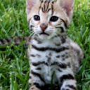 kittysunite-blog avatar