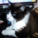 kittysurprise avatar