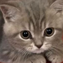 kittythemochi avatar